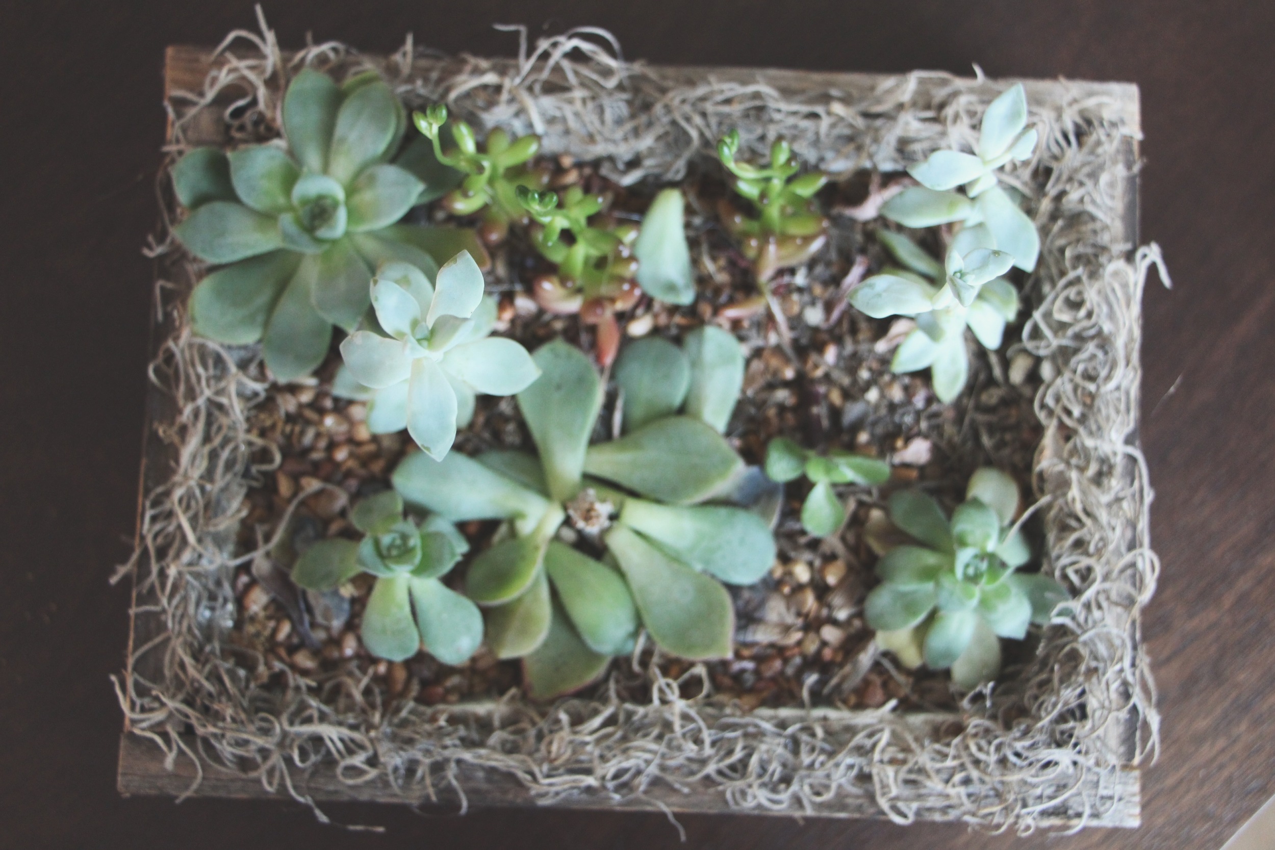 neglected succulent arrangement via needles + leaves